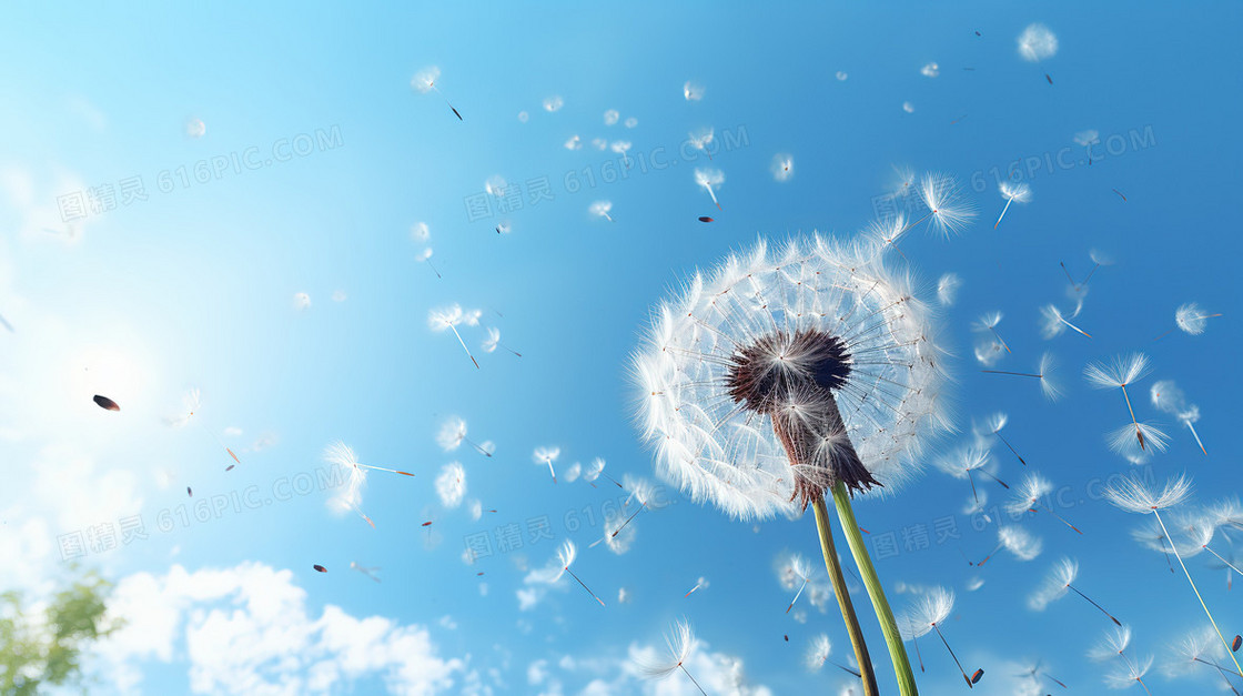 蓝天白云蒲公英电脑壁纸背景
