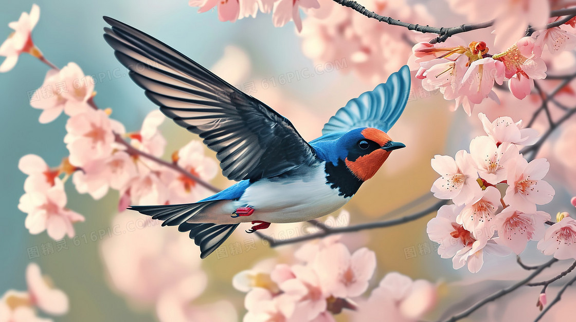 盛开的樱花树上的小鸟插画