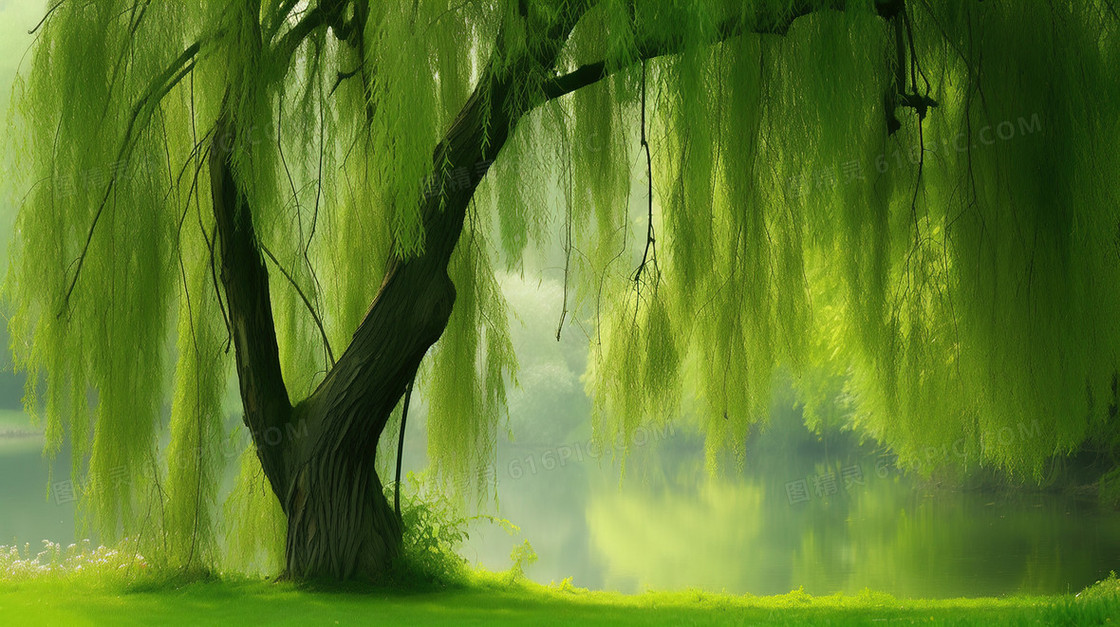 江边草地上嫩绿的垂柳插画