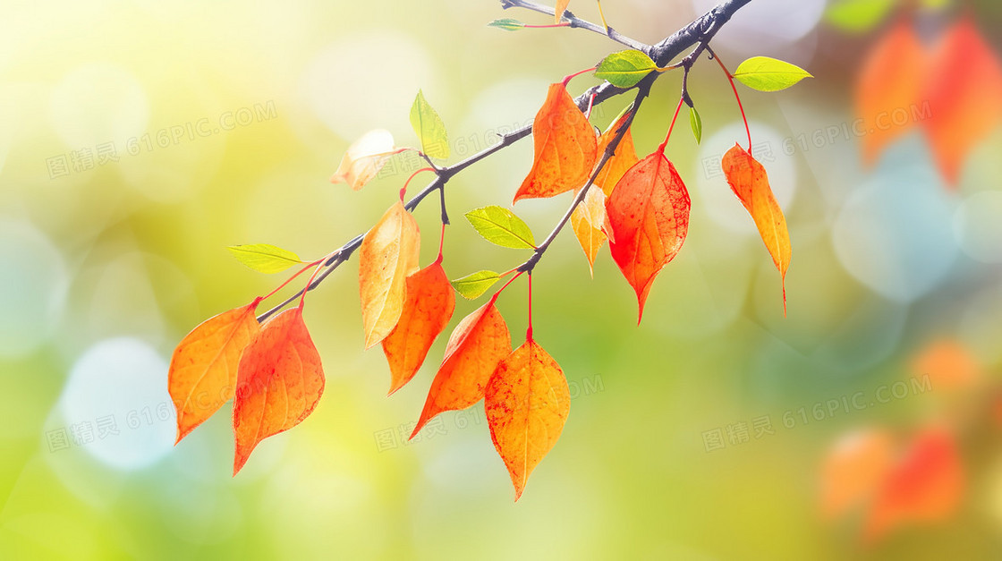 秋天泛红的枝叶插画