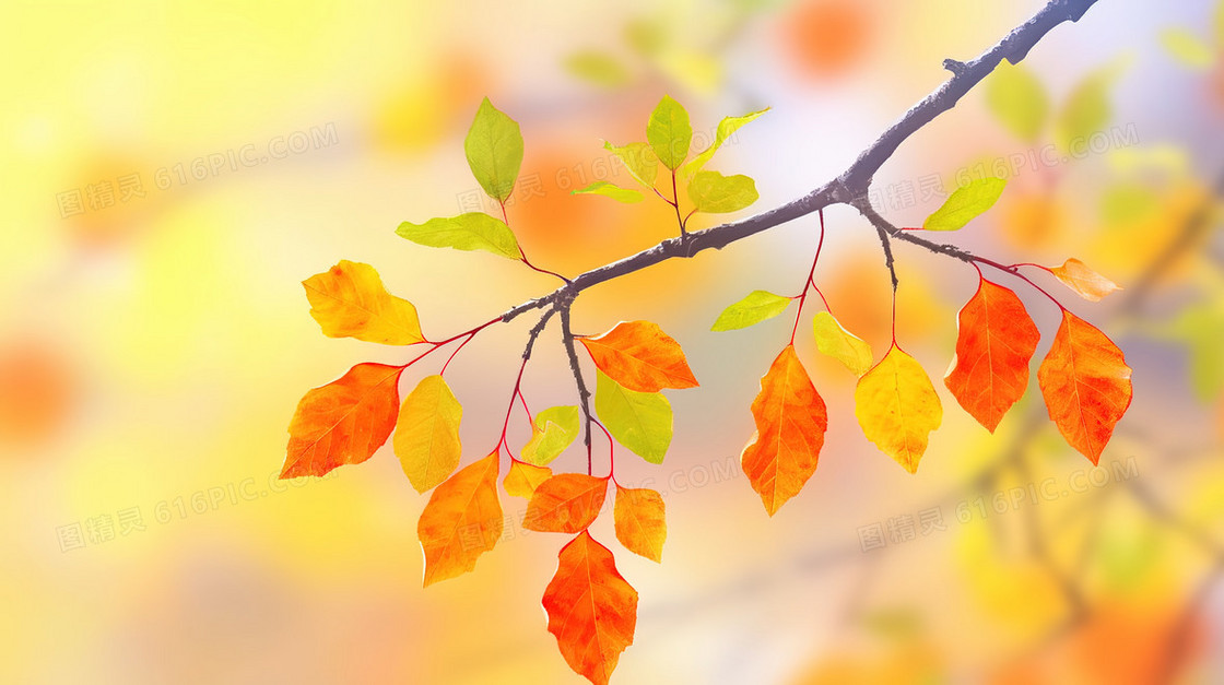 秋天泛红的枝叶插画