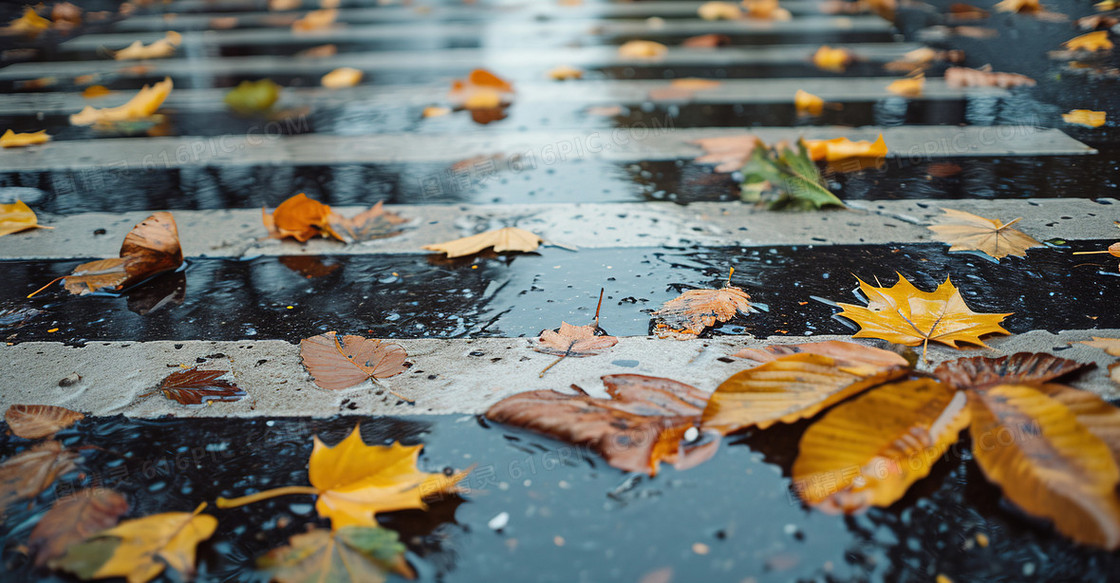 秋季雨中的落叶街道斑马线图片