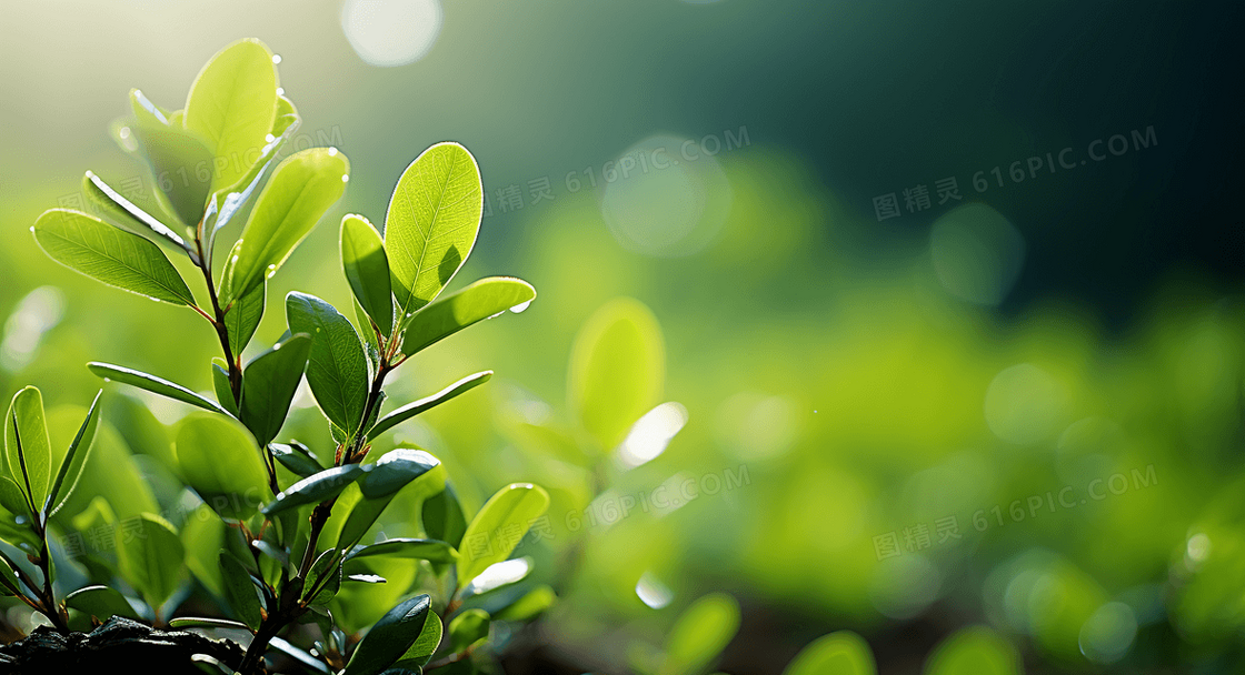 唯美花草绿植背景