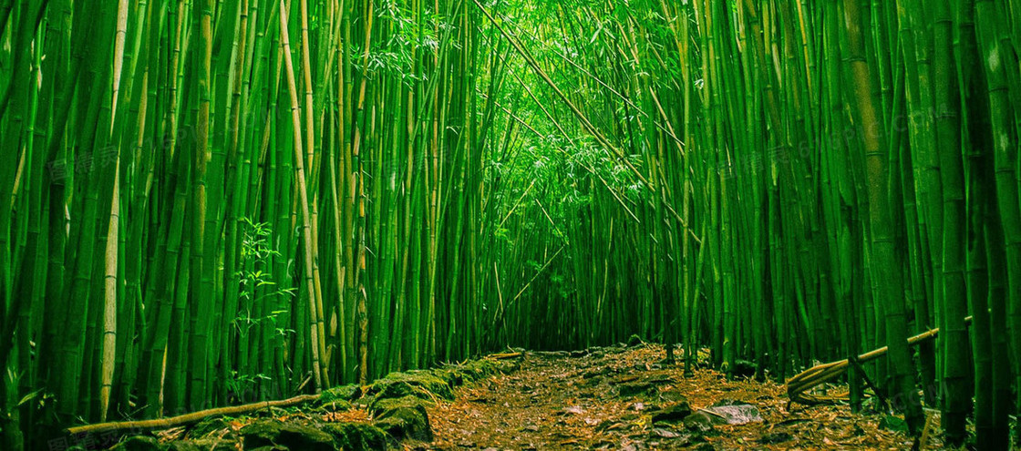 翠绿竹林清新文艺背景