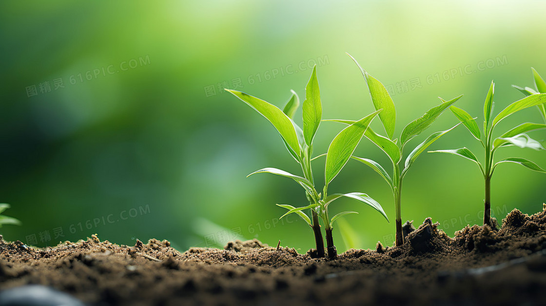 绿色清新植物绿植春天背景