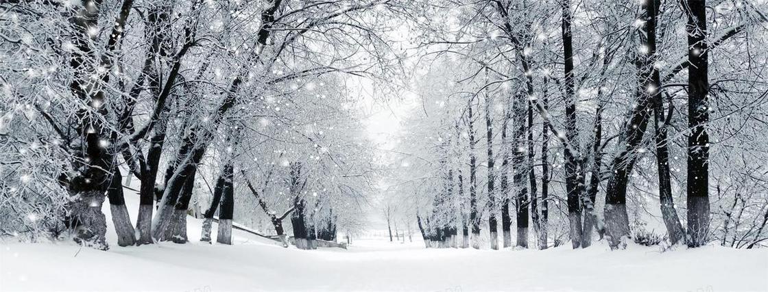 雪中树林海报banner背景