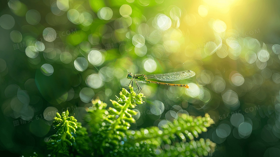 春天绿色制备蜻蜓背景