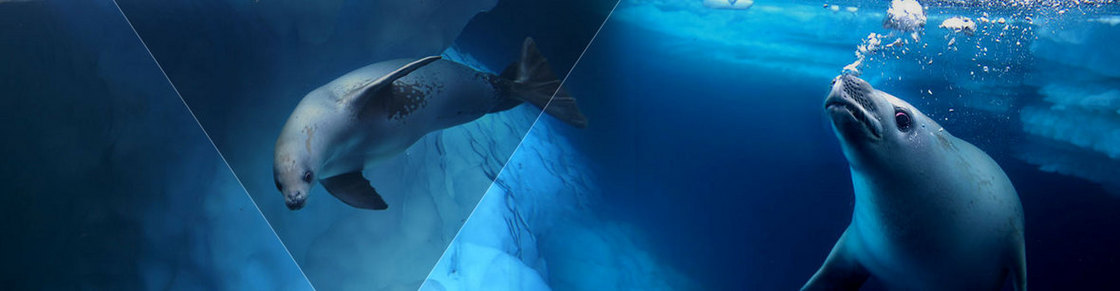 海洋保健品海豚鲸鱼背景banner