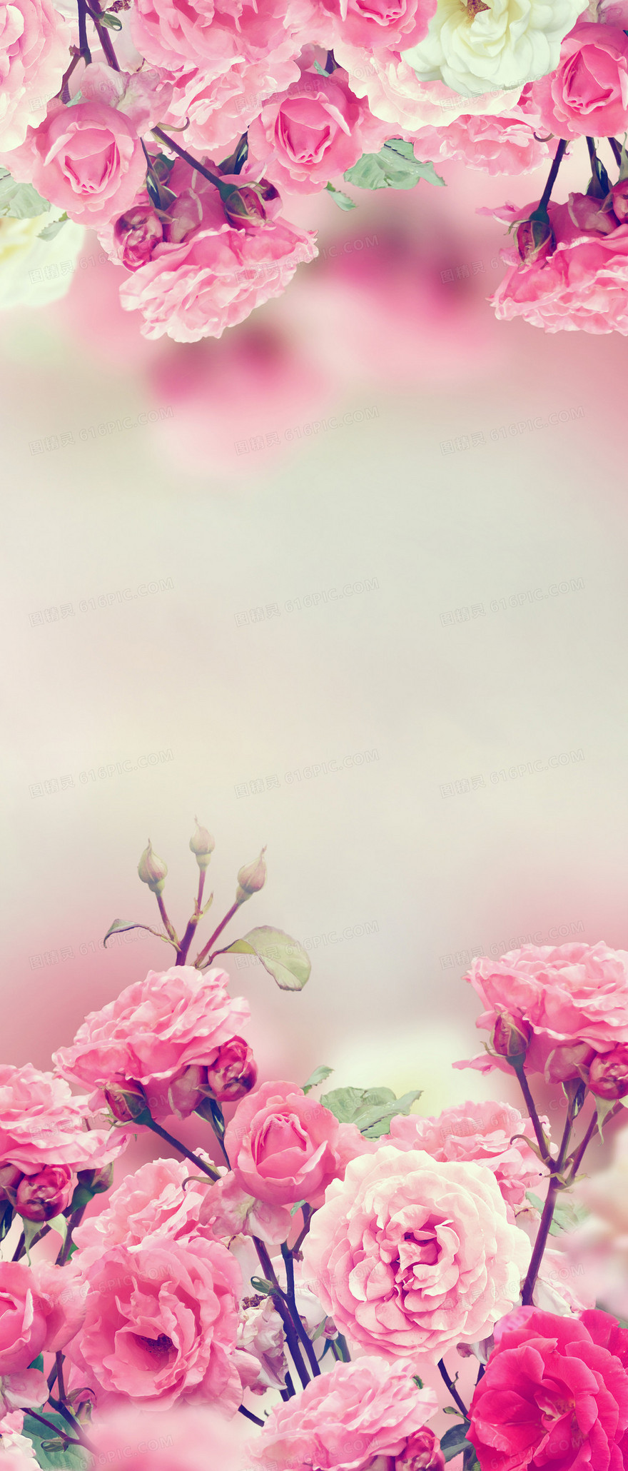 玫瑰花背景展板