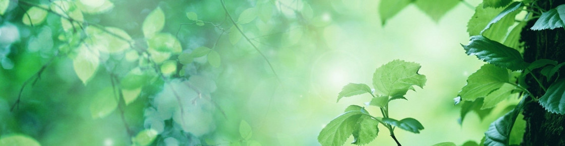 清新背景banner