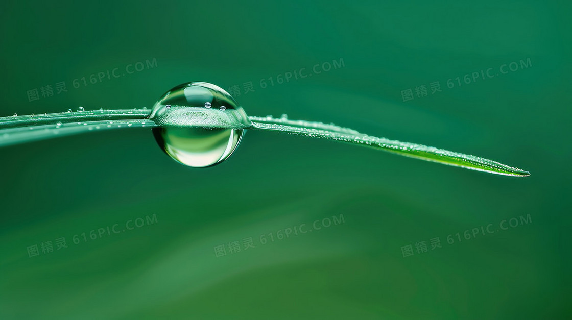 清新绿色植物水珠背景