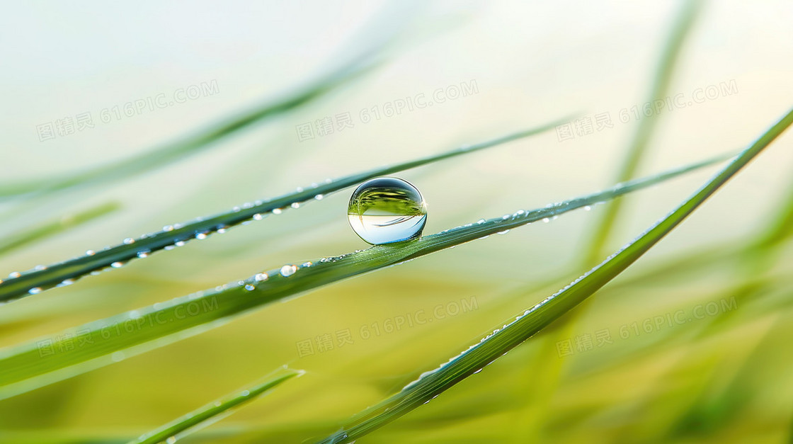 清新绿色植物水珠背景