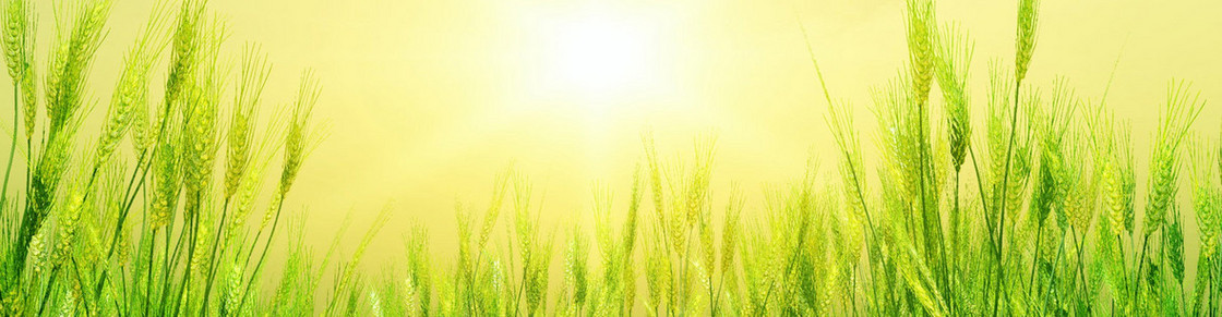 清新背景banner