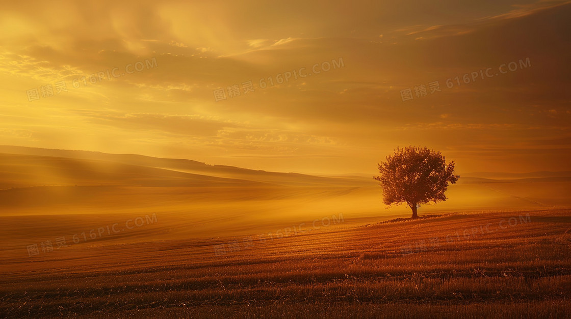 秋季金黄色大树自然风景背景