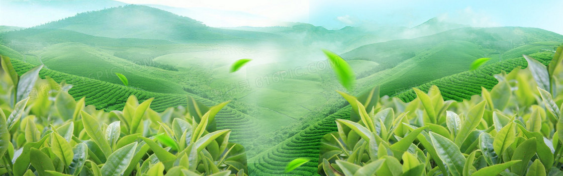 茶叶背景酒家