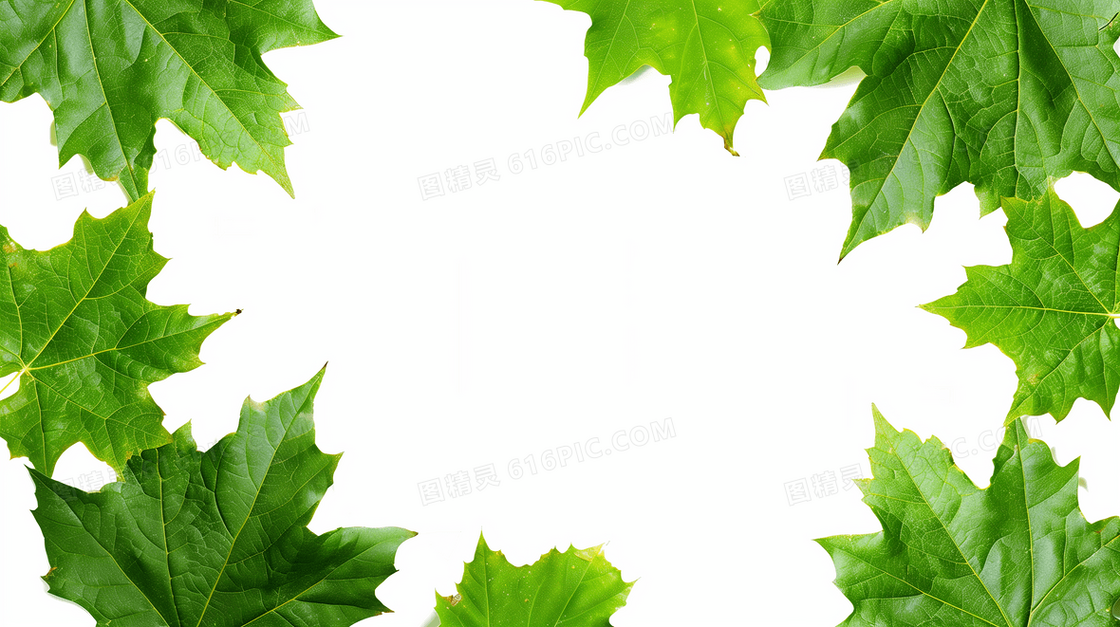 简约枫叶边框背景