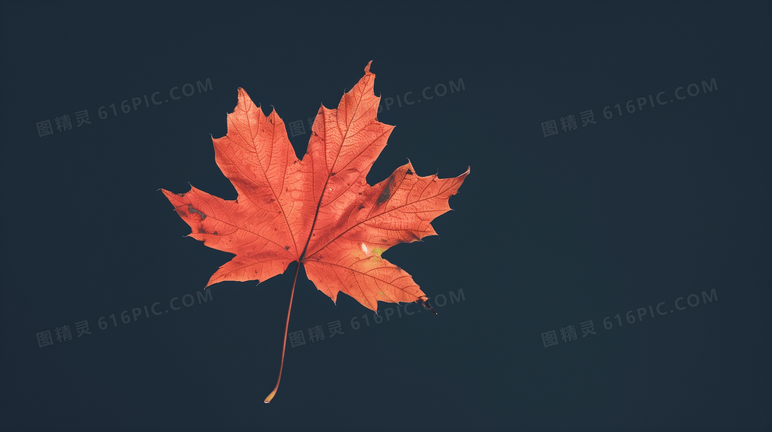 简约清新枫叶背景