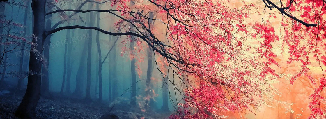 彩色的树背景