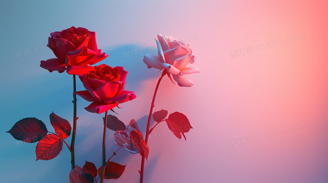 红色盛开的玫瑰花简约背景