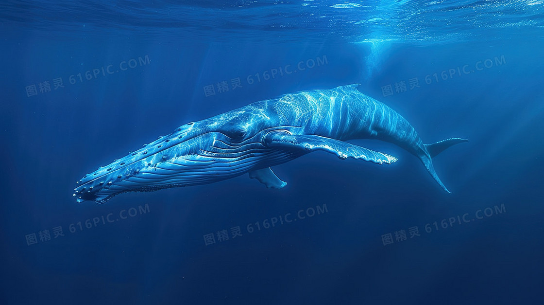 蓝色简约海洋鲸鱼背景