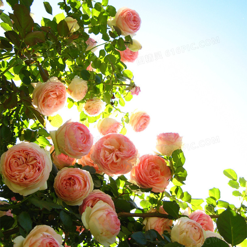 高清粉色玫瑰蓝天背景