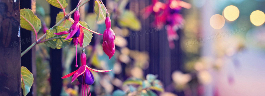 花草
