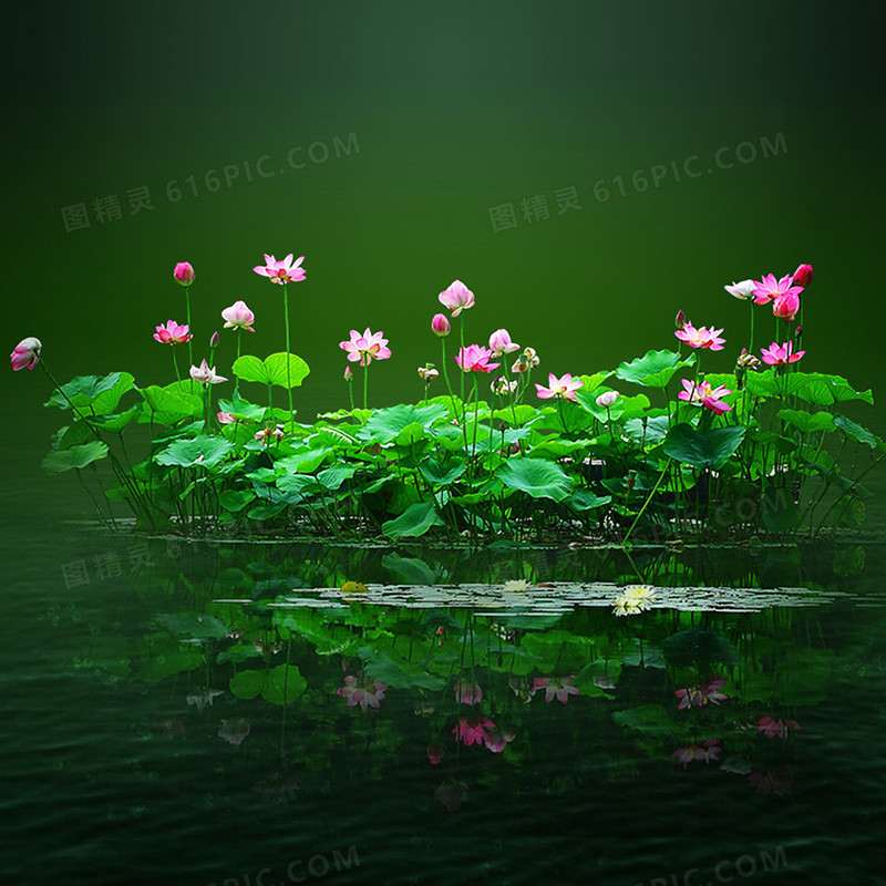 荷塘美景