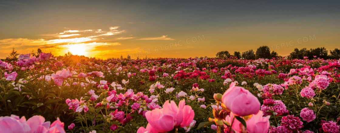 夕阳玫瑰背景