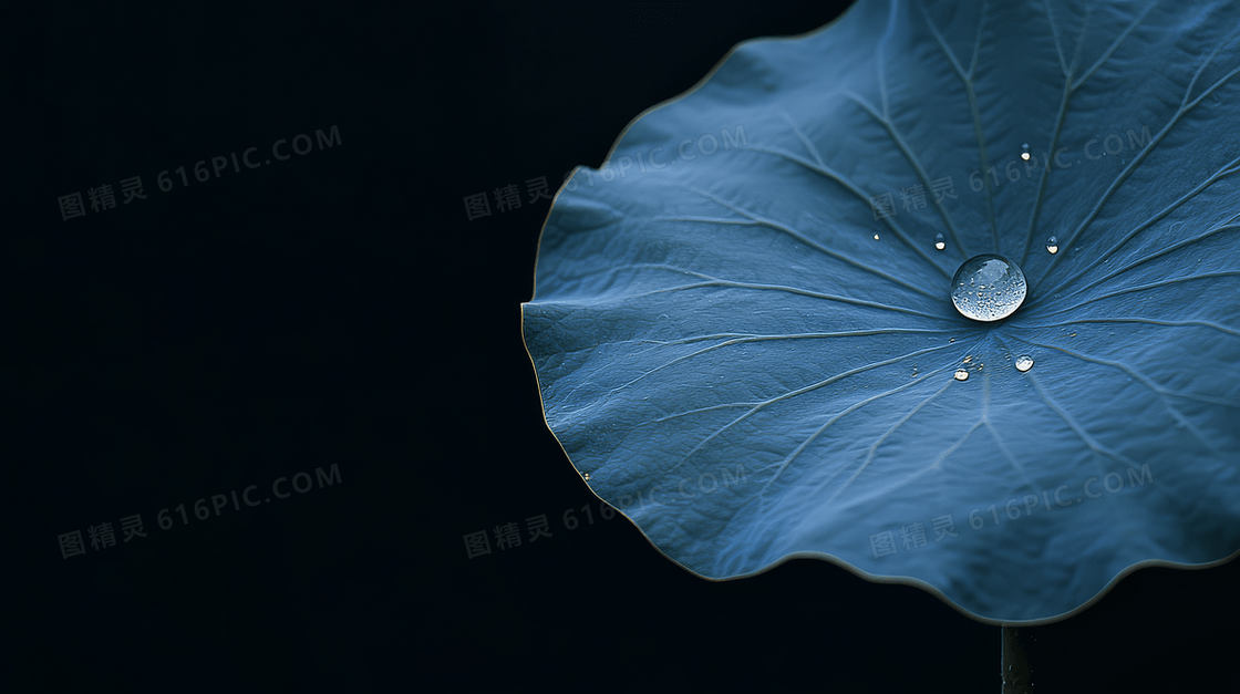 节气寒露露水荷叶合成背景