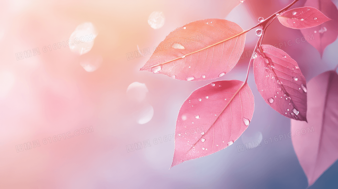 节气寒露露水叶片合成背景