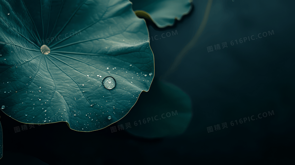 节气寒露露水荷叶合成背景
