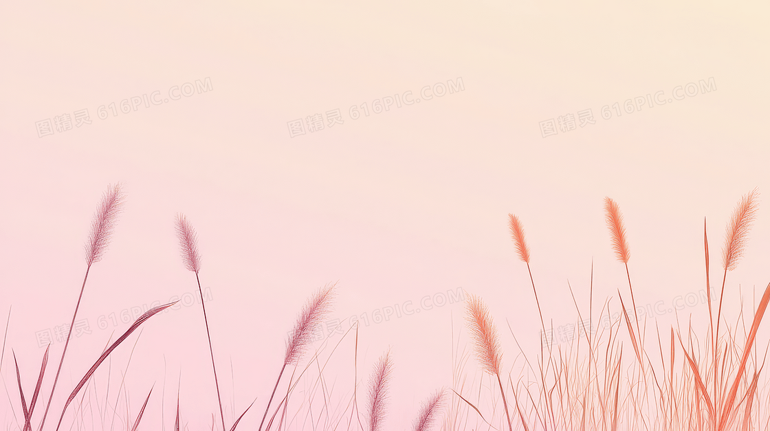节气寒露芦苇渐变背景