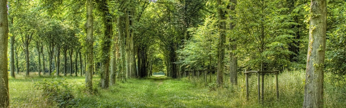 森林小路背景图片下载_1920x600像素jpg格式_编号vwkfg655v_图精灵