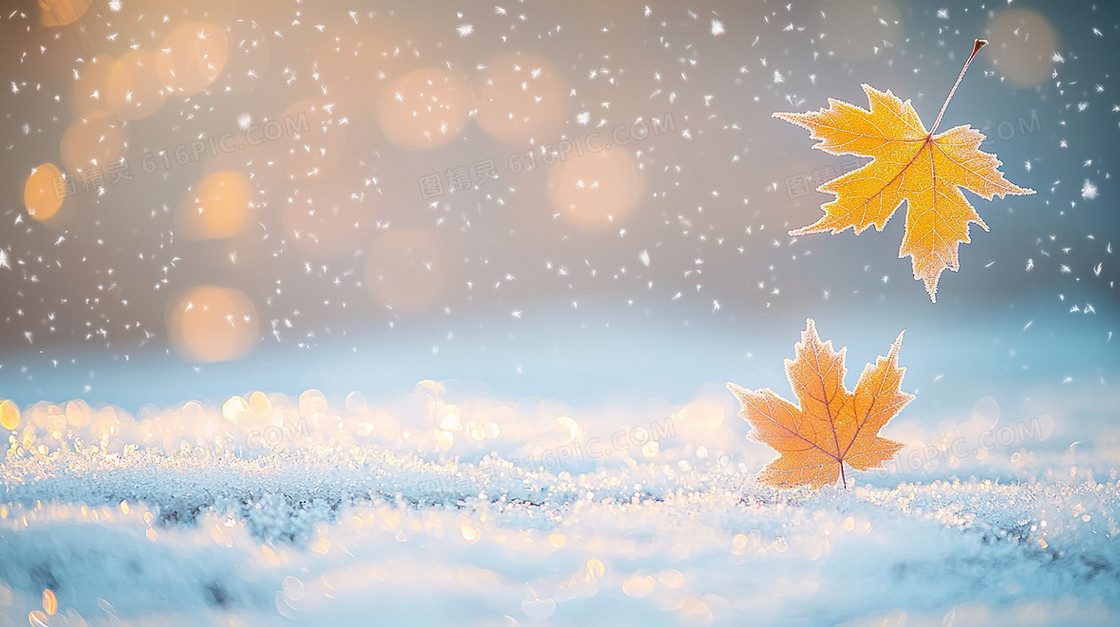 雪地上的植物枫叶特写背景