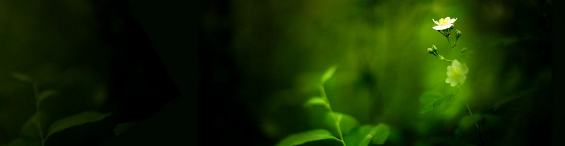  绿色 花朵背景 banner 