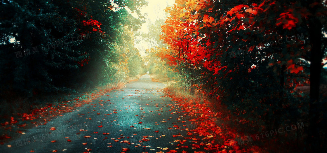 高清秋景街道壁纸