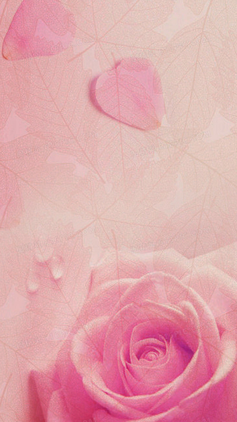 粉色玫瑰花H5背景