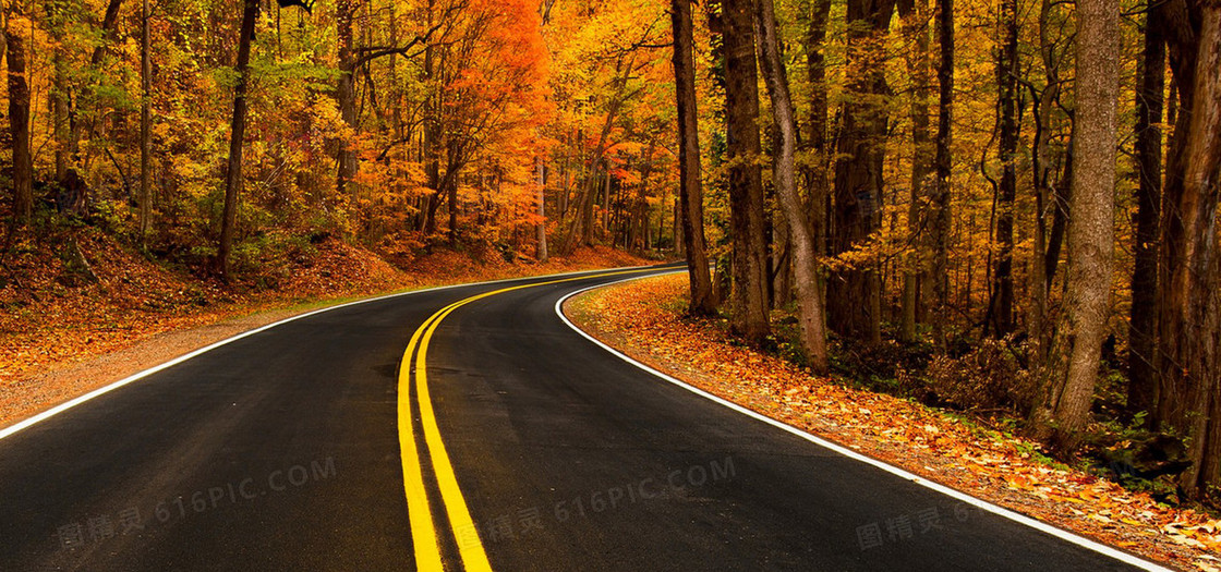 秋季树林道路背景