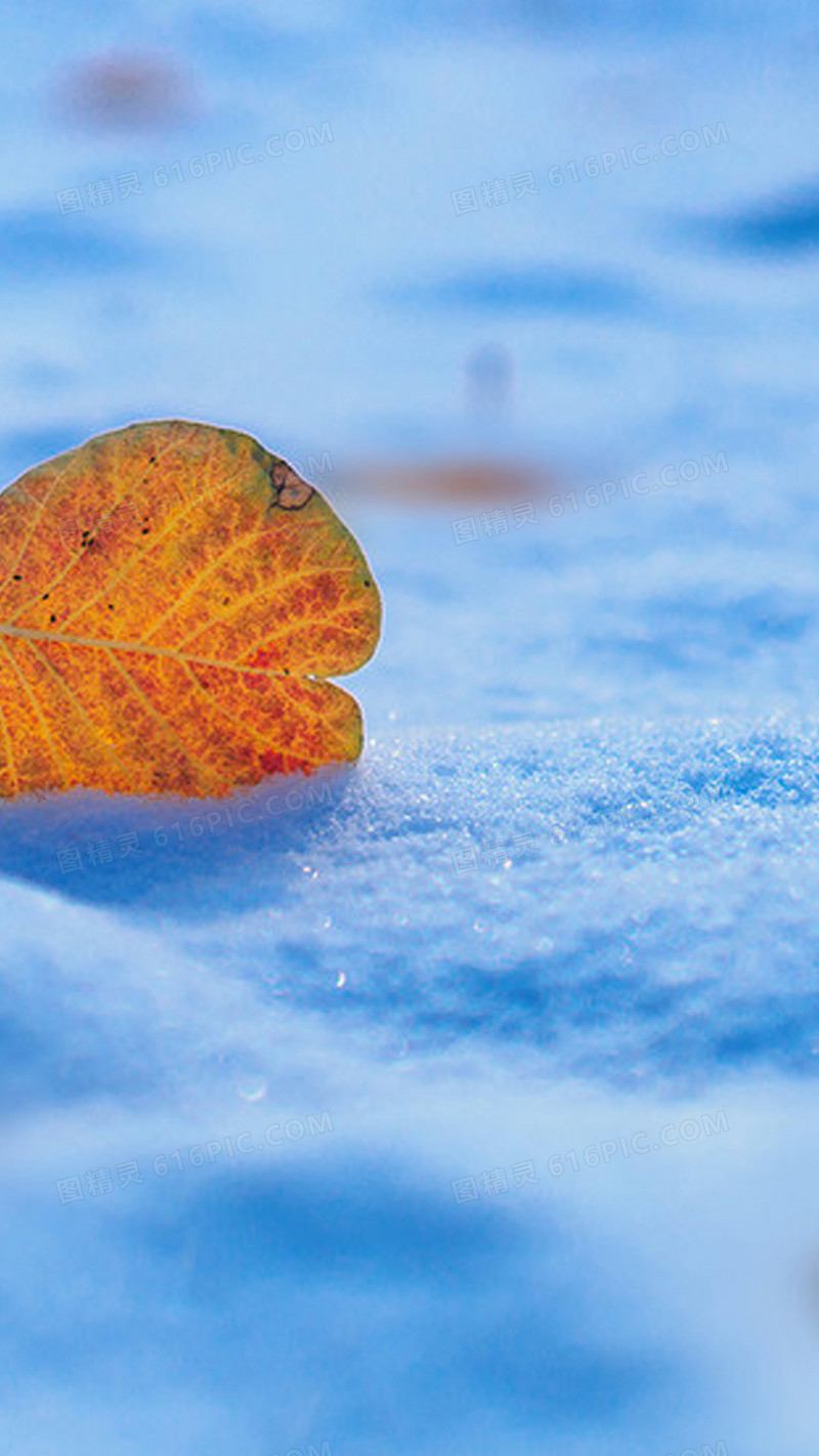 雪地上的落叶H5背景图