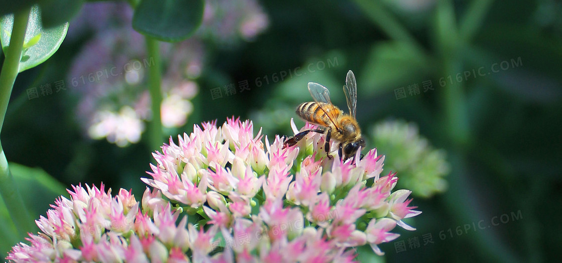 蜜蜂鲜花摄影