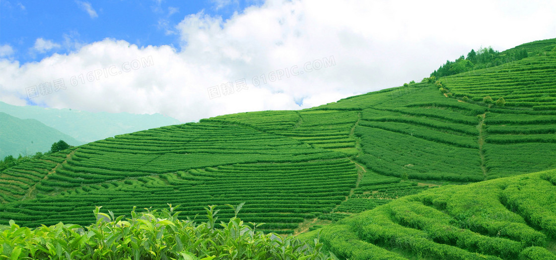 绿色的茶园图片