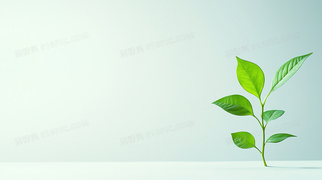 小清新绿植植物背景