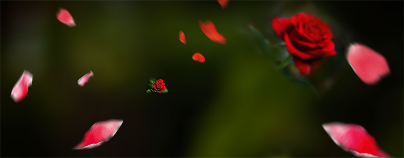 花瓣海报背景