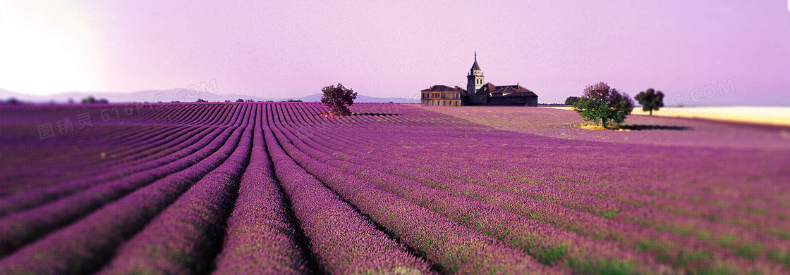 薰衣草背景　(1920*671) 婚礼