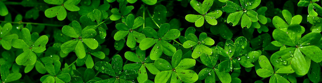 清新背景banner