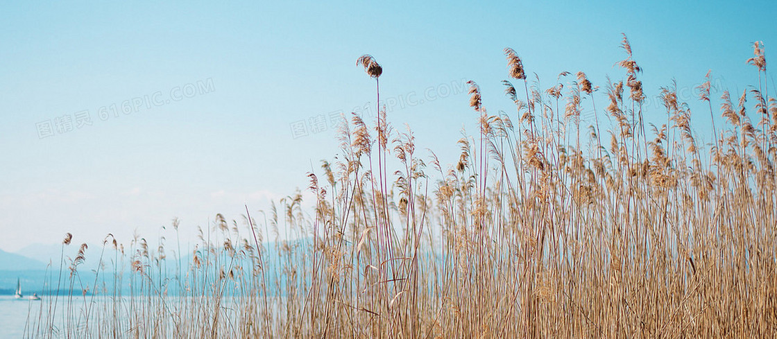 芦苇背景