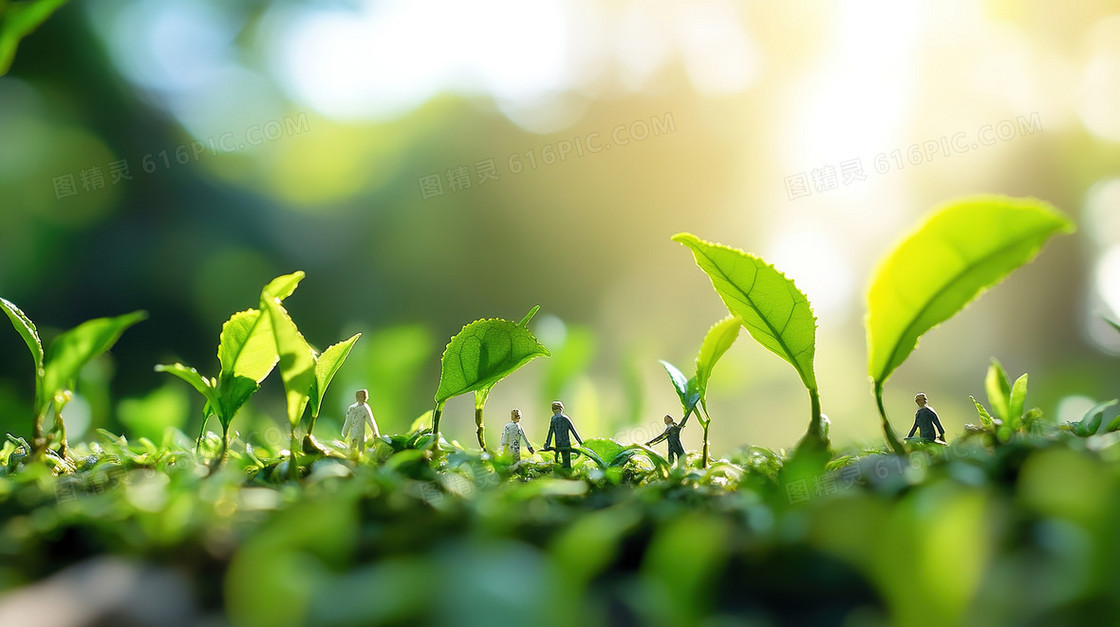 小人儿采摘茶叶背景