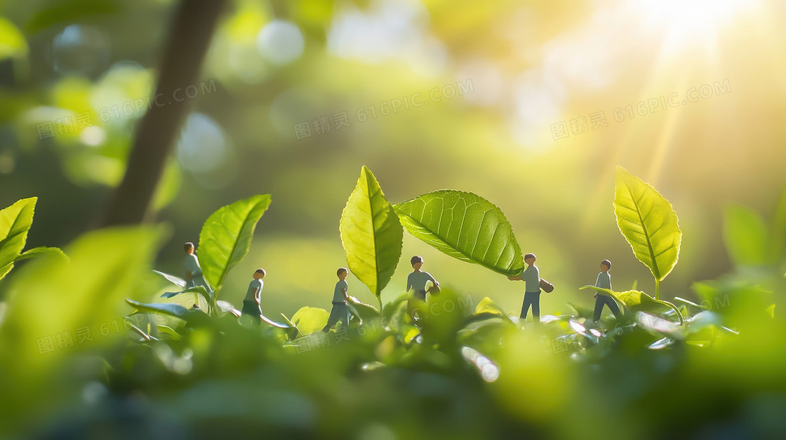 小人儿采摘茶叶背景