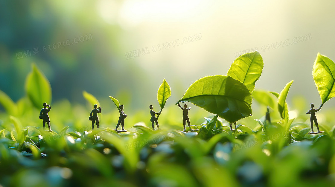 小人儿采摘茶叶背景