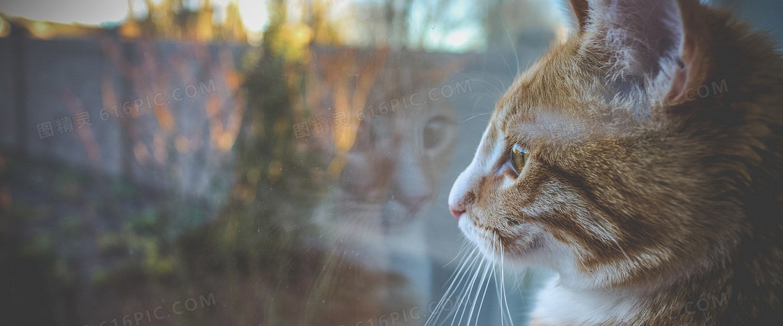 可爱猫咪背景